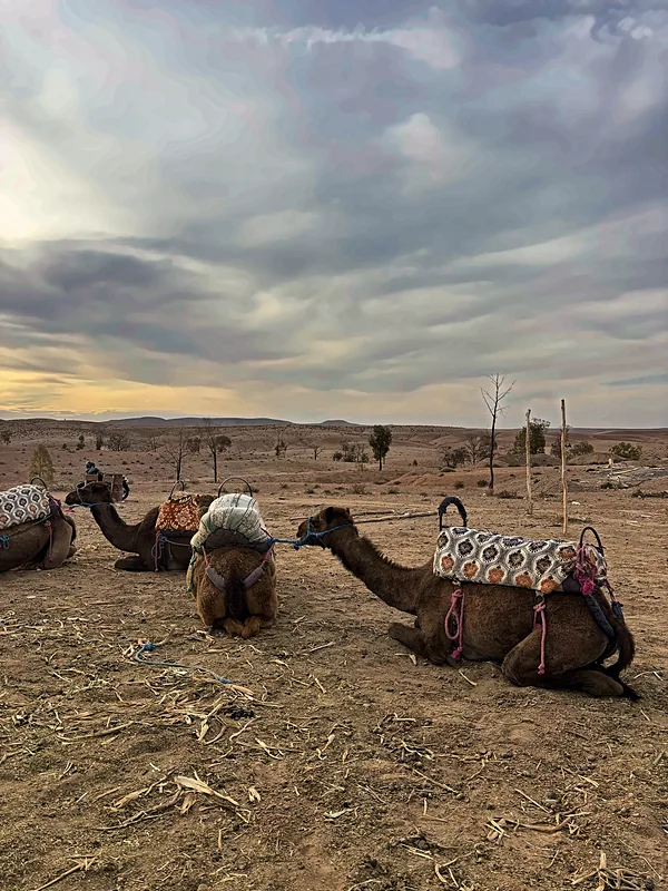 Camels resting in the desert